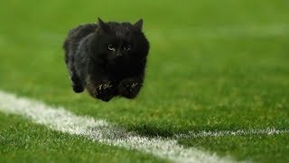 UNEXPECTED Wild Animals Interrupting Sports II COMPILATION