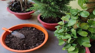 How to reuse old potting soil