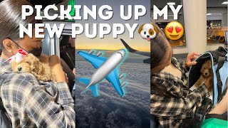 VLOG: Picking up my TOY POODLE Puppy! I Flew to Nashville to Get Him🥺