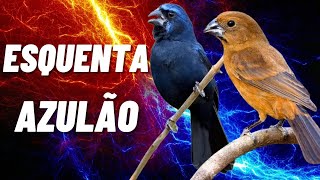 Seu Azulão vai  enlouquecer  Macho e Fêmea para Esquentar seu Azulão na hora | Cyanoloxia brissonii screenshot 3