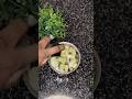 Tuesday mini vlog#bottle gourd juice#healthylifestyle #cooking  #food#chatnipudi dosa#shortsvideo
