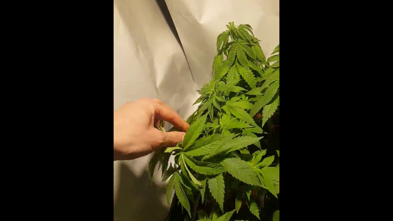 Closet grow diary MIGRO 100