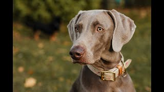 How to Decide if a Weimaraner is the Right Dog Breed for You