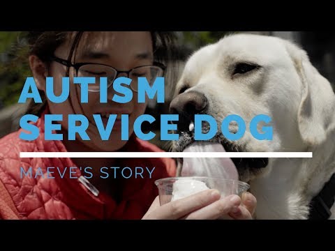 autism-service-dog-feature:-maeve