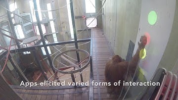 Kinecting with Orangutans - Highlights Video