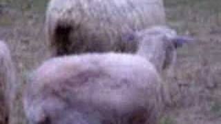 Sheep Gets Wool in Its Throat