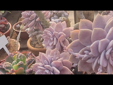 HOW I ORGANIZE MY SUCCULENTS