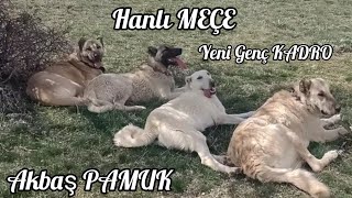 Hanli Di̇şi̇ Ekibe Dahi̇l Oldu Taklaci Güverci̇nlerim Oyuna Başladi