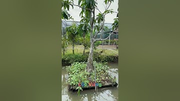 🔴 Cây Lộc Vừng Độc Lạ Nhất Việt Nam ✅ CGTP 0909225633