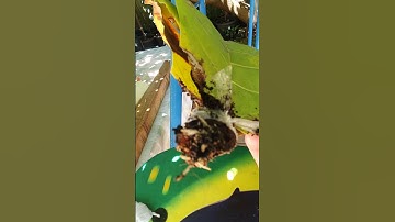 Propagating fiddle leaf figs part 2. #please #like #subscribe #shortvideo #garden #tropicalplant