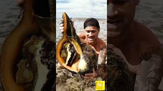 Nemu keong laut raksasa di laut pasang#shorts #lautarolopez