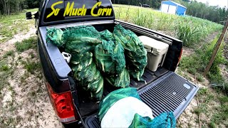 The Milky Way Sweet Corn is Ready to Pick, Sell, and Eat