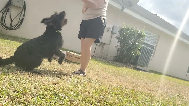 trick training with Irie