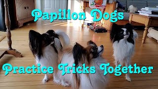 Papillon Dogs Practice Tricks Together