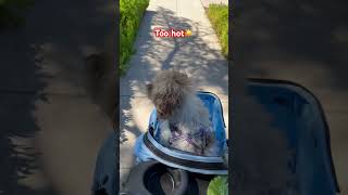 Cute dog rides in stroller #foryou #dogshorts #shorts #schnoodle #cute #doglife #viral #summer
