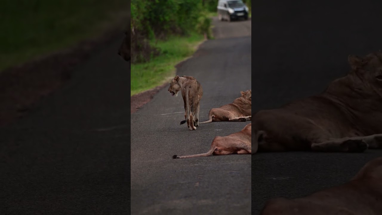 Lions blocking the road. Nairobi National Park 🇰🇪 