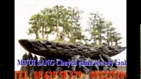 [[[0932351048.]] dịch vụ cắt cỏ, trồng cây xanh sân vườn quận bình thạnh.tphcm