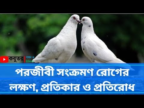 ভিডিও: কুকুরগুলিতে পরজীবী সংক্রমণ (মাইক্রোস্পরিডিওসিস এনসেফালাইটোজুনোসিস)