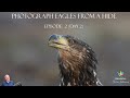 Eagles in southern Sweden photographed from a hide --  WILDLIFE PHOTOGRAPHY --  Nikon Z6II