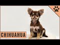 Chihuahua Dog Breed の動画、YouTube動画。