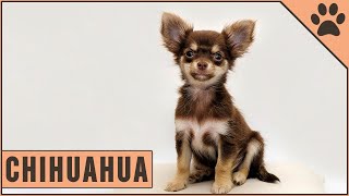 Chihuahua Dog Breed