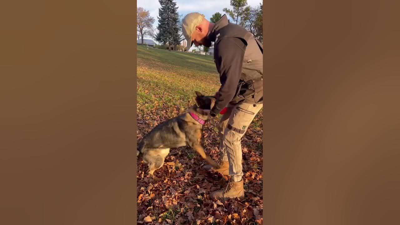 Here’s how to teach your dog to retrieve any item! YouTube