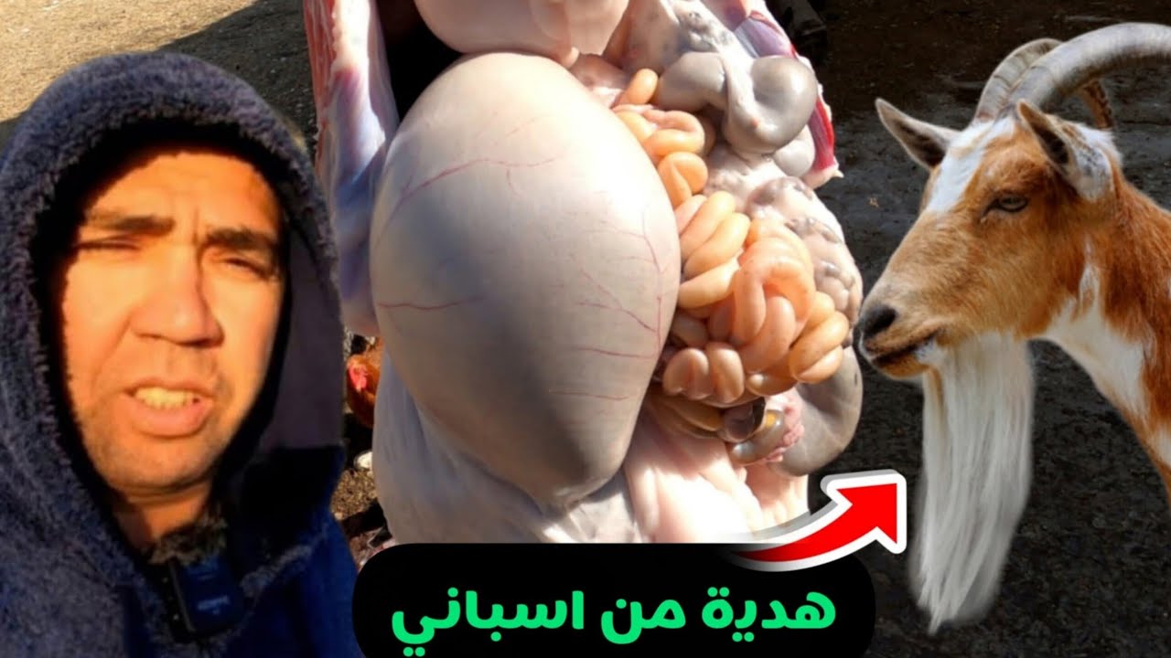 إسباني هدني معزة...فكانت المفاجئ في مزرعة