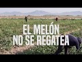 La Pisca del Melón en la Comarca Lagunera - Video Reportaje