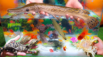 Cá Sấu Hỏa Tiễn, Baba Con, Cá Sấu Baby Con, Cá Koi Nhật Bản, Ốc Biển, Video Động Vật Dễ Thương