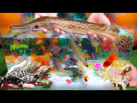 Video Cá Sấu Hỏa Tiễn, Baba Con, Cá Sấu Baby Con, Cá Koi... - youtube