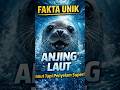 FAKTA UNIK. ANJING LAUT #faktahewan #faktaunik #hewanlaut #animals #shortvideo #shorts