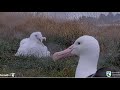 Royal Albatross ~ LGK Comes In To Feed TF After The Weight Check! 💕 5.21.24