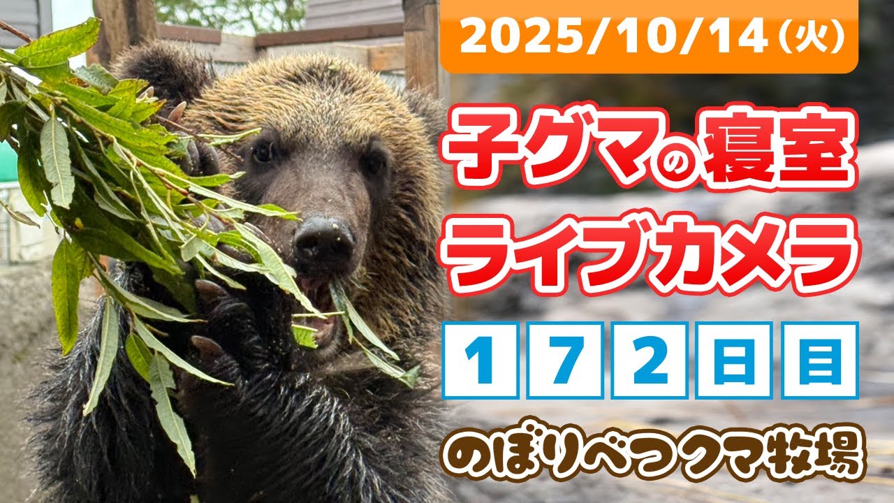 10月14日 子グマの寝室ライブカメラ のぼりべつクマ牧場 - YouTube