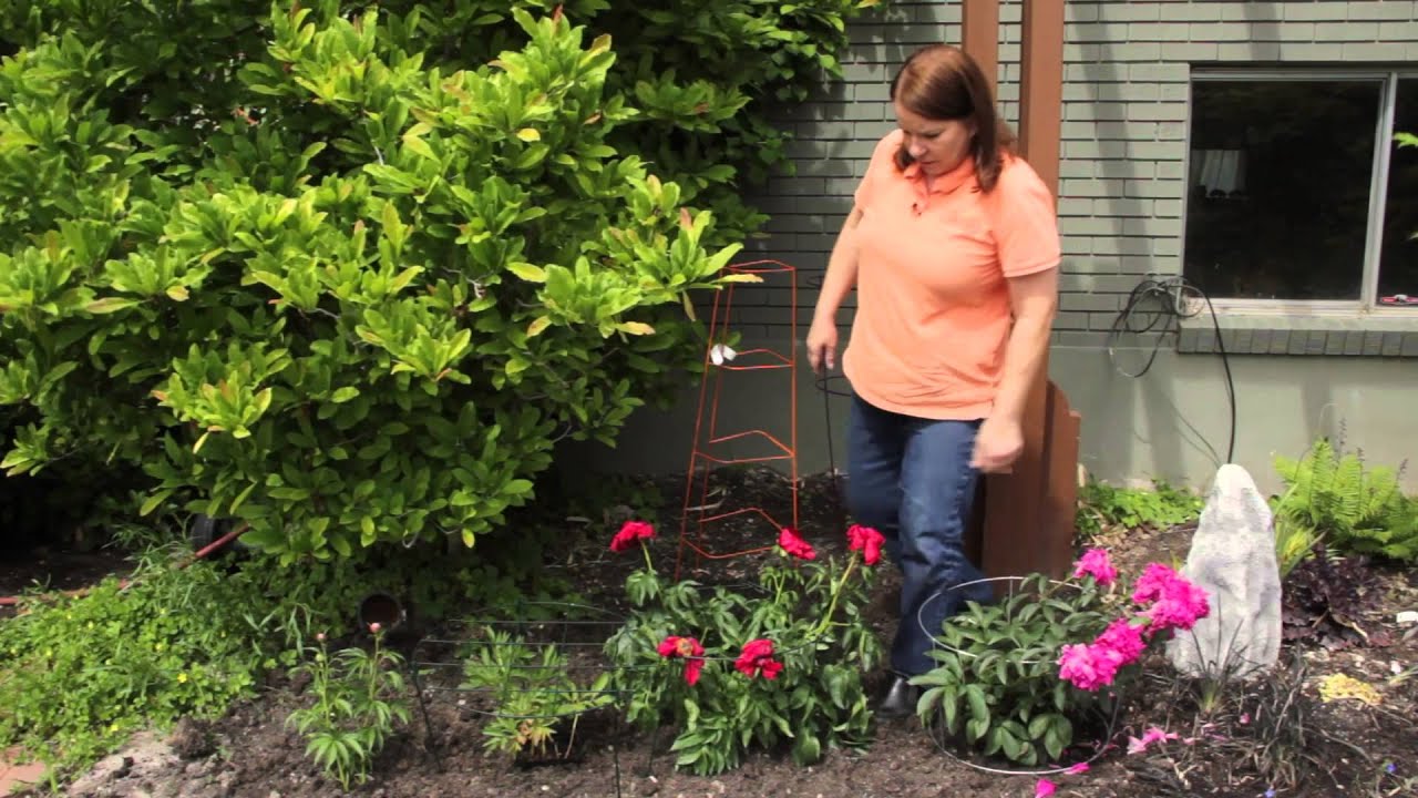 How to Keep Tall Peonies Upright in the Landscape : Grow Guru 