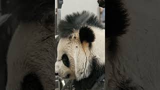 Look at this cute Panda😱 #animals #cute #fun