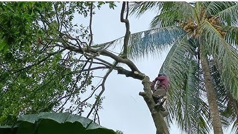 Cưa cây thị với cây dừa , Ở gần chợ huyện tri tôn. Cưa cây kỹ thuật cao