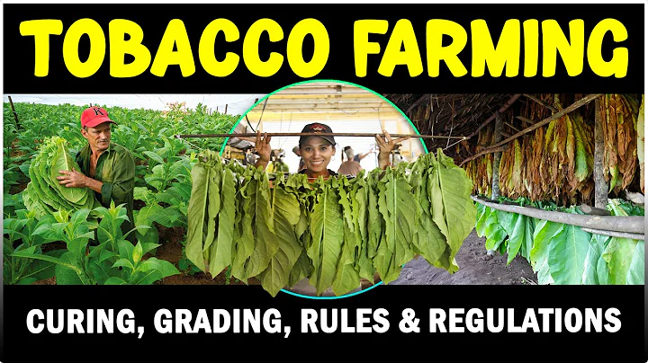Tobacco Farming | Cultivation, Curing & Grading