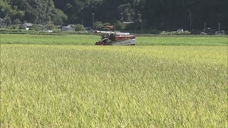 お盆に新米を提供しようと、一足早く米の収穫が始まる　三重・紀宝町