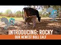 Introducing Rocky Our Newest Bull Calf