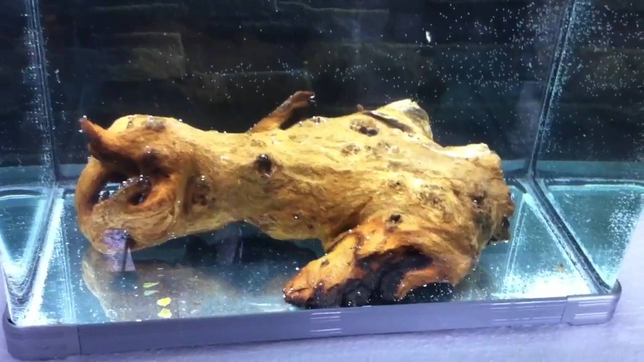 Mopani Wood Aquarium Prest YouTube