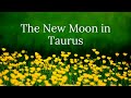 The New Moon in Taurus