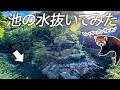 【飼育員のお仕事】レッサーパンダの池の水を抜いてピカピカに!底に潜んでいたカメさんたちを救出🐢