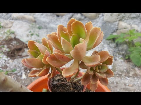 Video: Echeveria Bicolor Bloemen