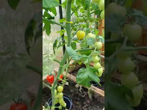 beautiful greenhouse full
