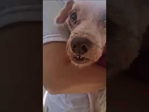 Starving Senior Dog Found Chained Despicable Humans Left Him To Rot Covered In UPDATE BELOW 