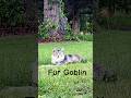 BEWARE of the fur goblin #vanlife #mainecoon #gandalfthegrey #catvideo #sillycat