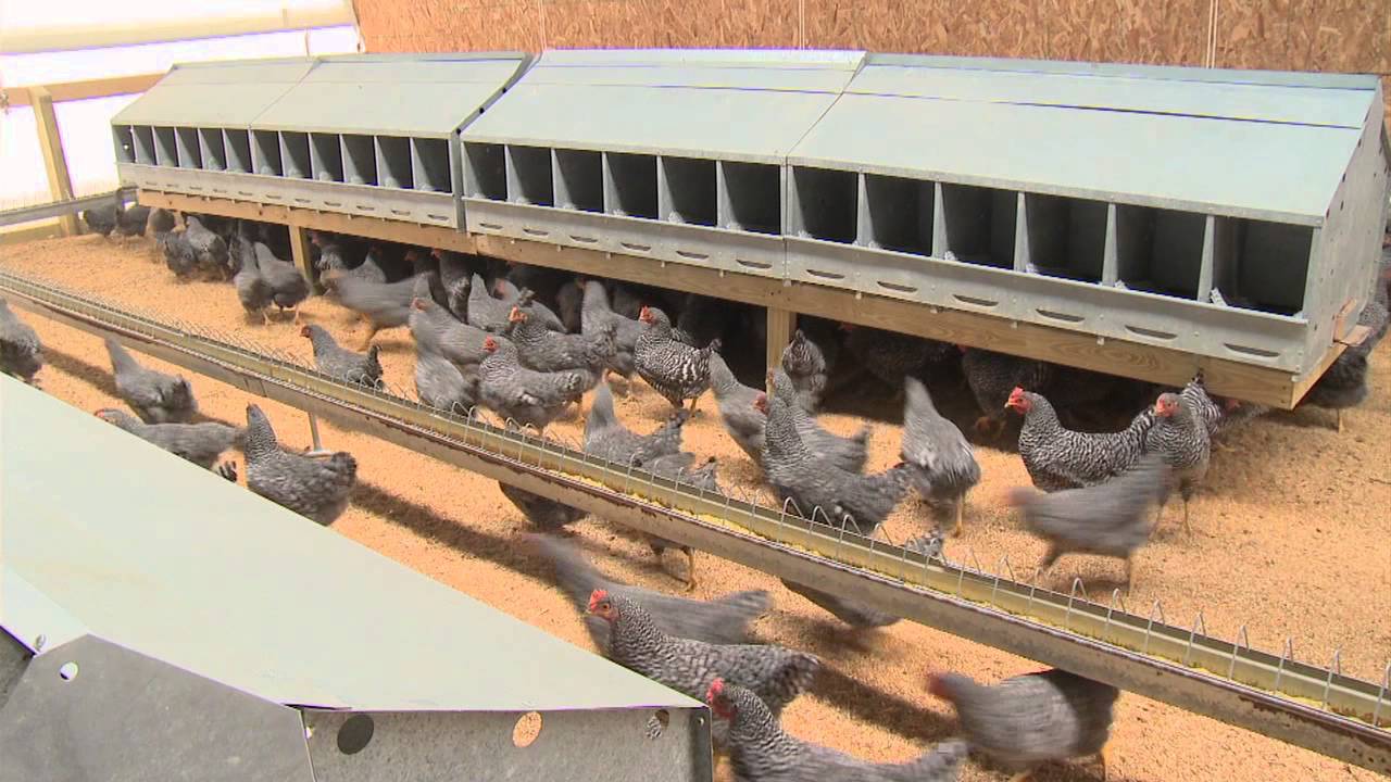 Ohio Poultry Association Educational Video Video 1 Where Do Eggs