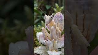 Ghost Orchid Mantis Wind Mimicry 🌸👻 Nature's Perfect Disguise #shorts