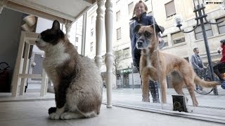 Study: Cat lovers smarter than dog lovers