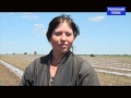 КФХ Татьяны Андреевны  Пушкарь